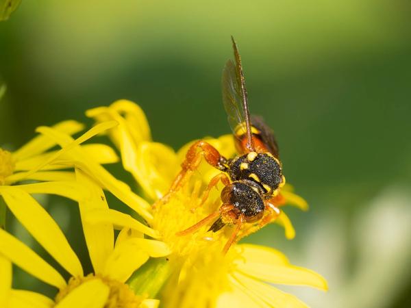 Kortsprietwespbij (Nomada fucata)